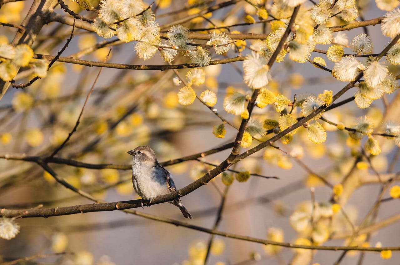 Ten minutes, one bird, no camera.