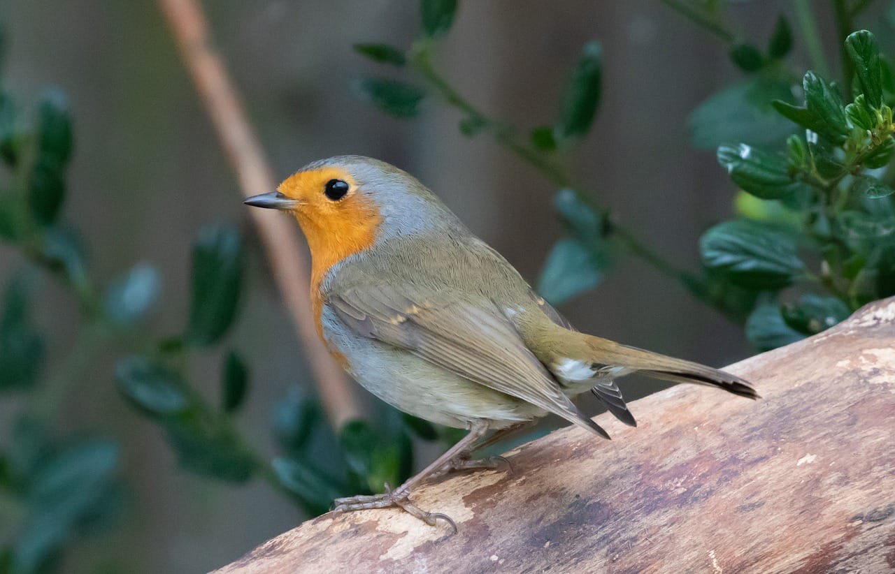 My first good subject: a robin, who sat on the fence and posed for nearly ten minutes.