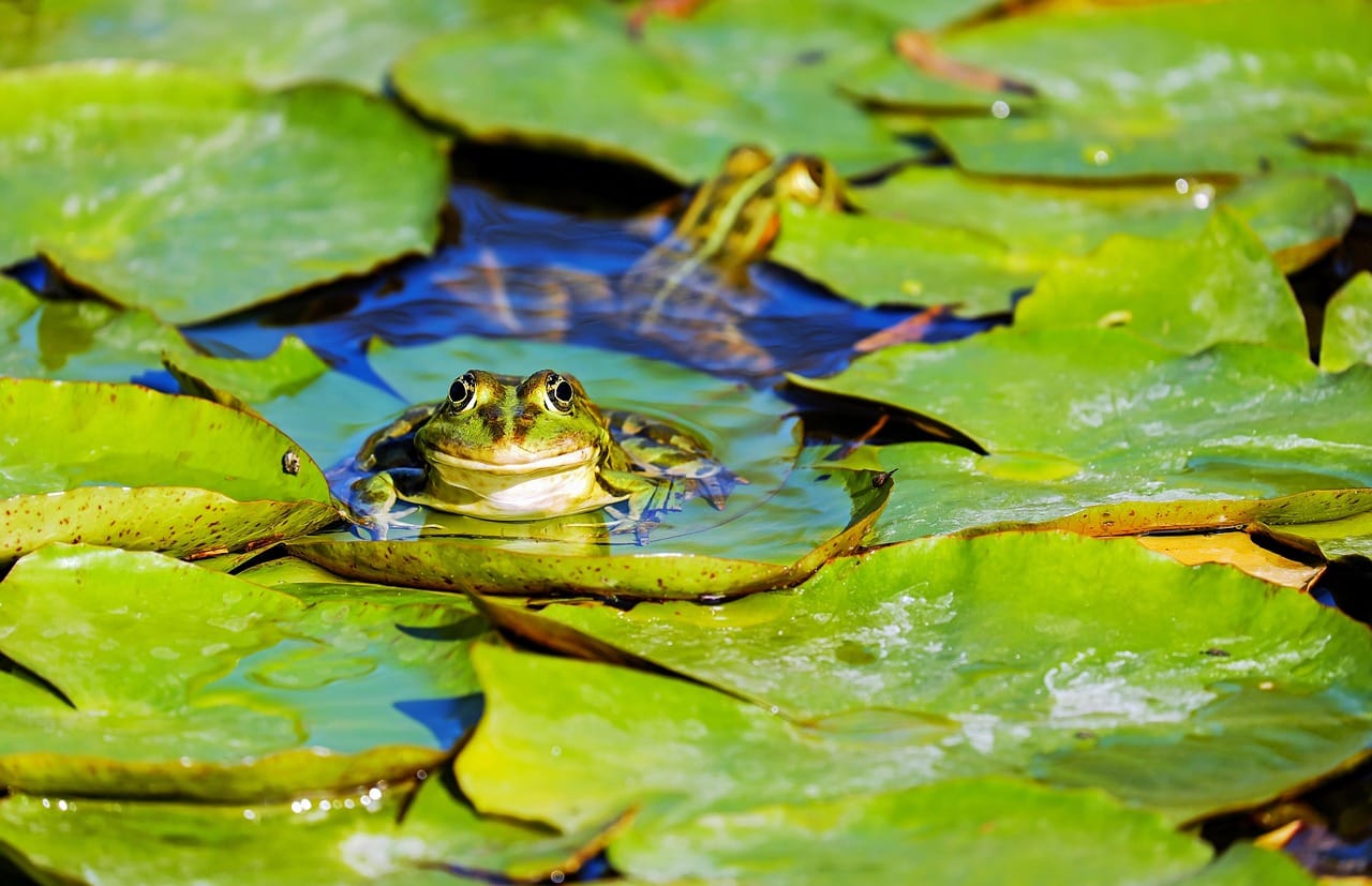 "Frogs start singing": early May, and the pond at the end of the lane agrees.
