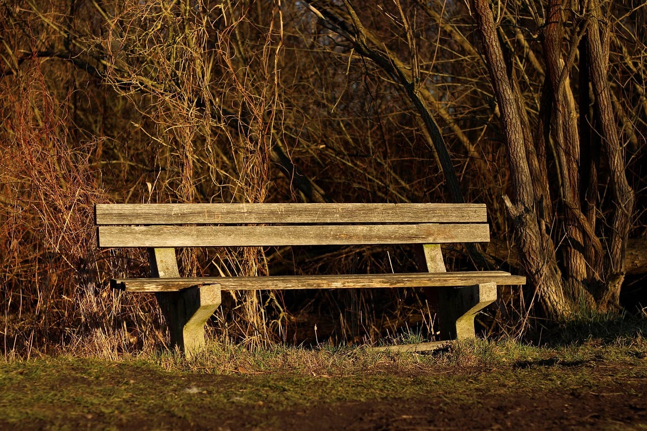 The bench at the top of the wood, where I stopped every day for exactly as long as it took to drink the tea.