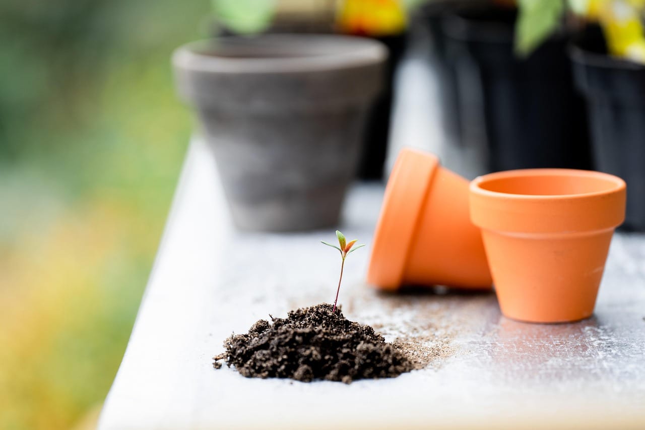 Everything starts small. Some of it grows.